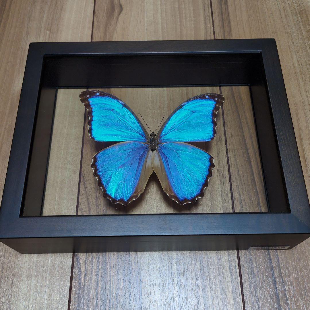 FlyingMorphoButterfly　空を翔ぶ宝石　モルフォ蝶