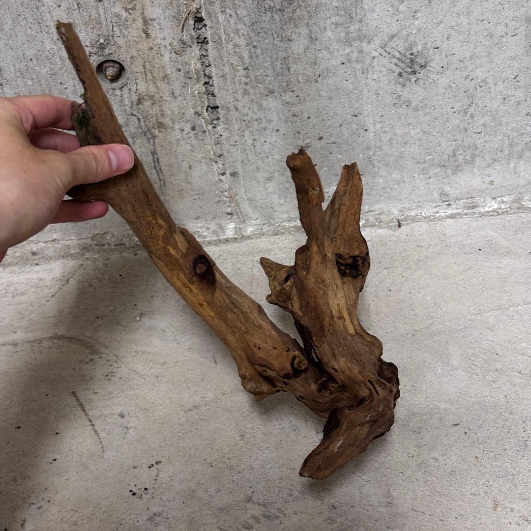 ADA ホーンウッド　流木その他　アクアリウム　テラリウム