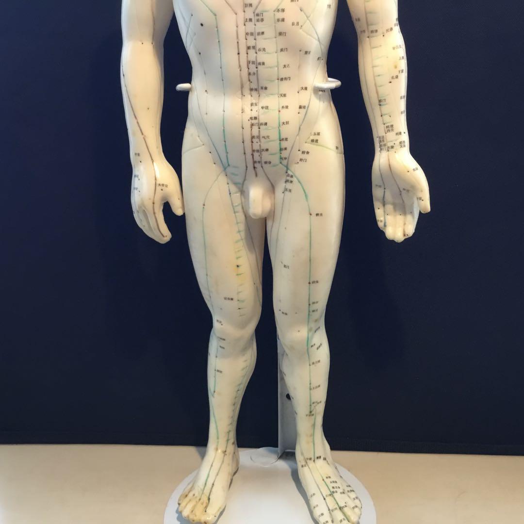 鍼灸経穴人体模型　コンプリート　中国鍼灸男性人体模型　耳　足　手