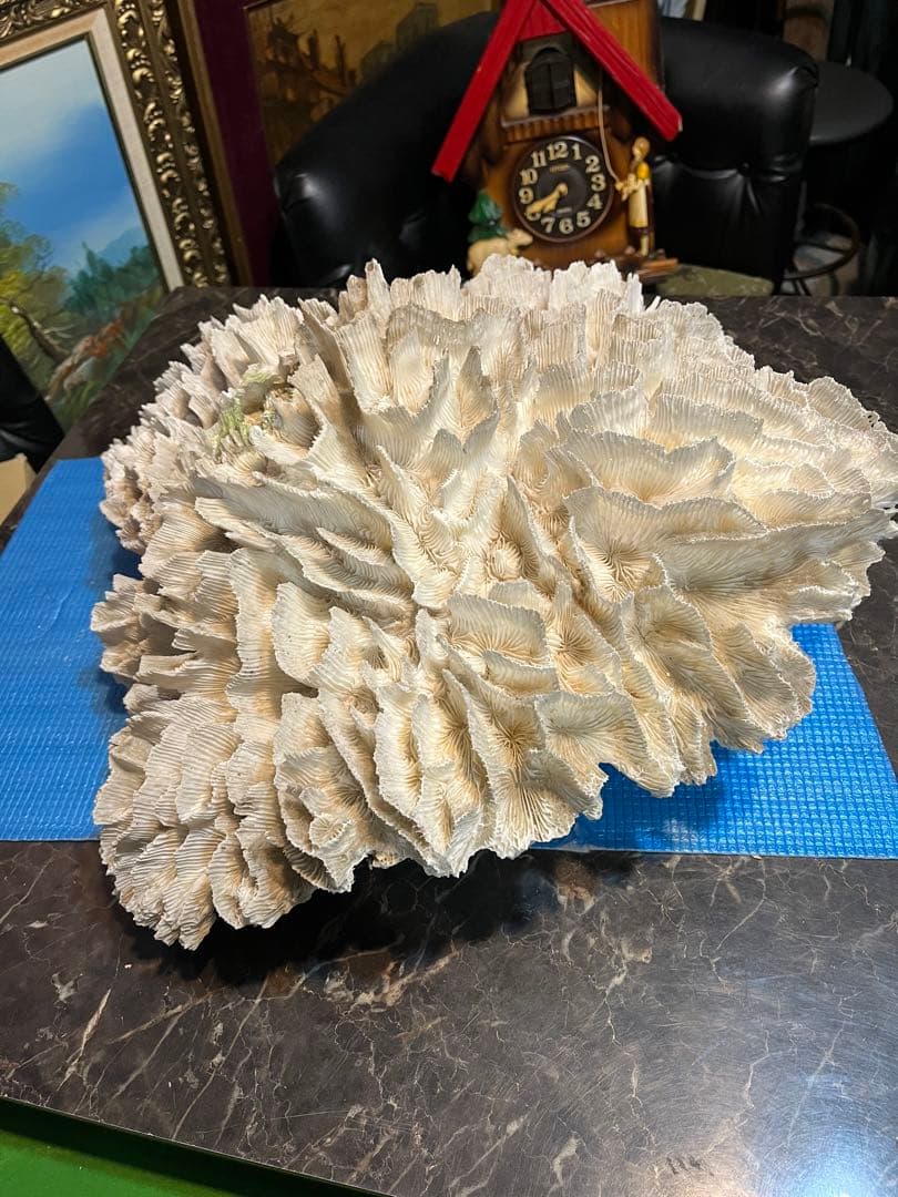 超特大珊瑚礁、直径66センチ、ナガレハナサンゴ、飾りサンゴ、海水魚、白化珊瑚