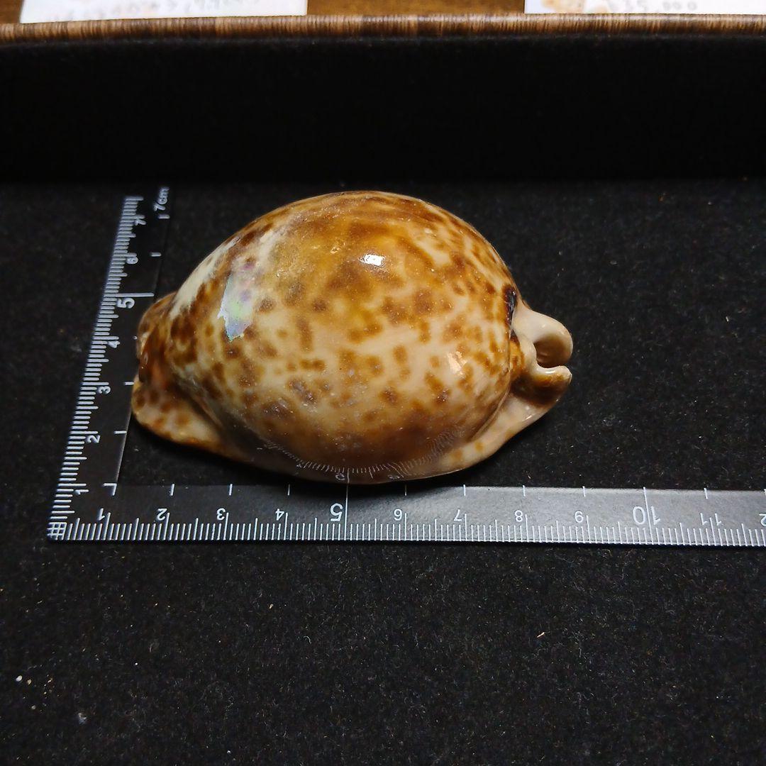 タカラガイ