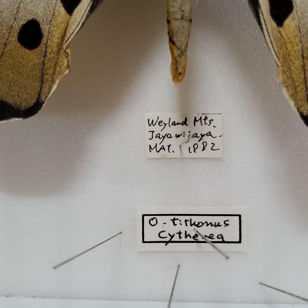 特コレクションシリーズ激レアOrnithoptera tithonus ssp.