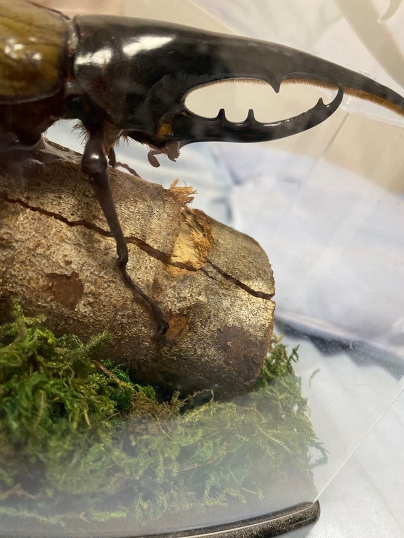 カブトムシ 標本 透明ケース入り　ヘラクレスオオカブト