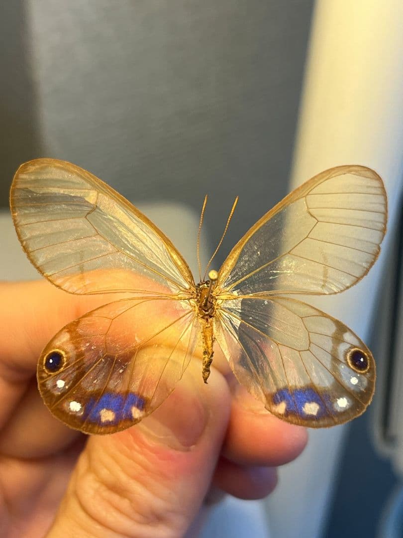【属内最高峰】ルリモンスカシジャノメ アンドロメダスカシジャノメ 標本