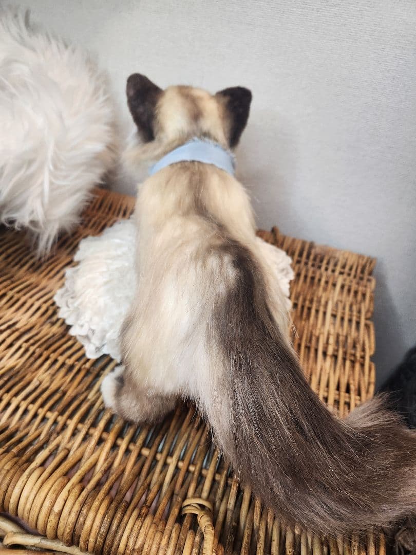 猫 海外作家 リアル アートドール ブライス テディベア