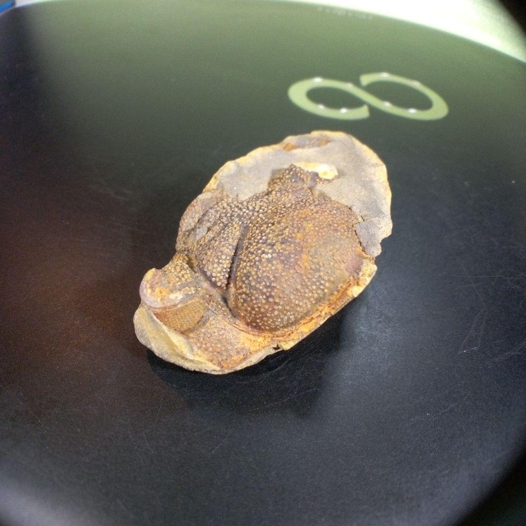 三葉虫　化石　fossil　海　ボリビア産　trilobite　ボリビア化石郡⑨