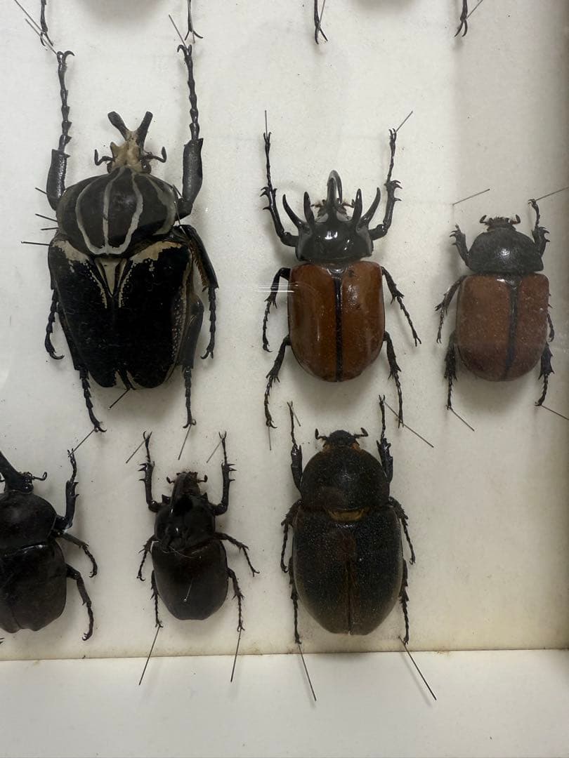 X*A様 ドイツ箱 カブトムシ標本