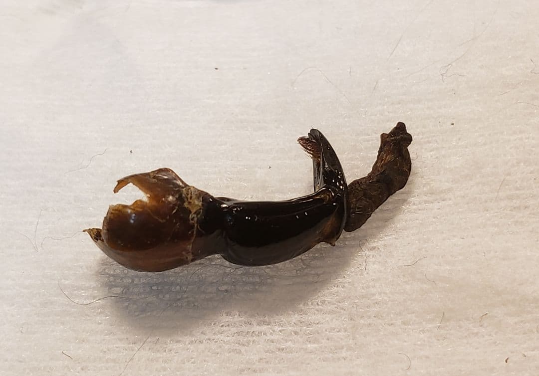 ケムンパス出品 立体標本3点