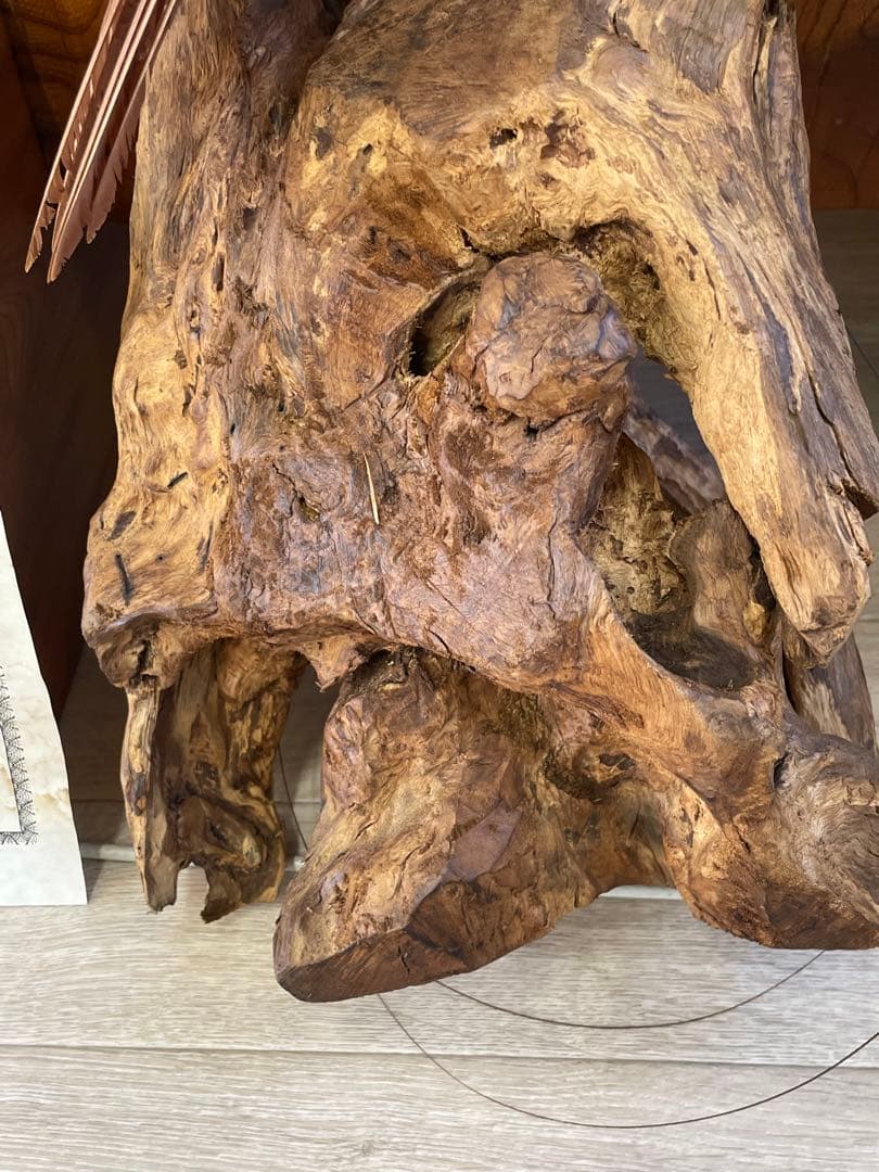 世界鳥獸館（フォーナランド）鳥　剥製　極楽鳥　ゴクラクチョウ　証明書付き