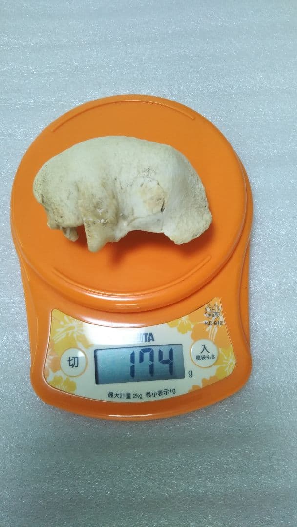 (値下げ)クジラ耳骨　希少両耳　天然美品