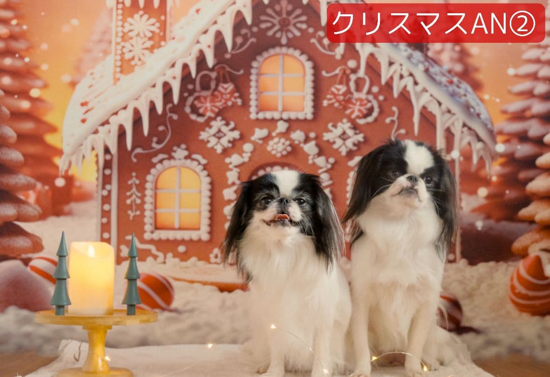 縦長　背景布×8+1　ペット撮影用ブース　トリミングチョーカー販売中　クリスマス