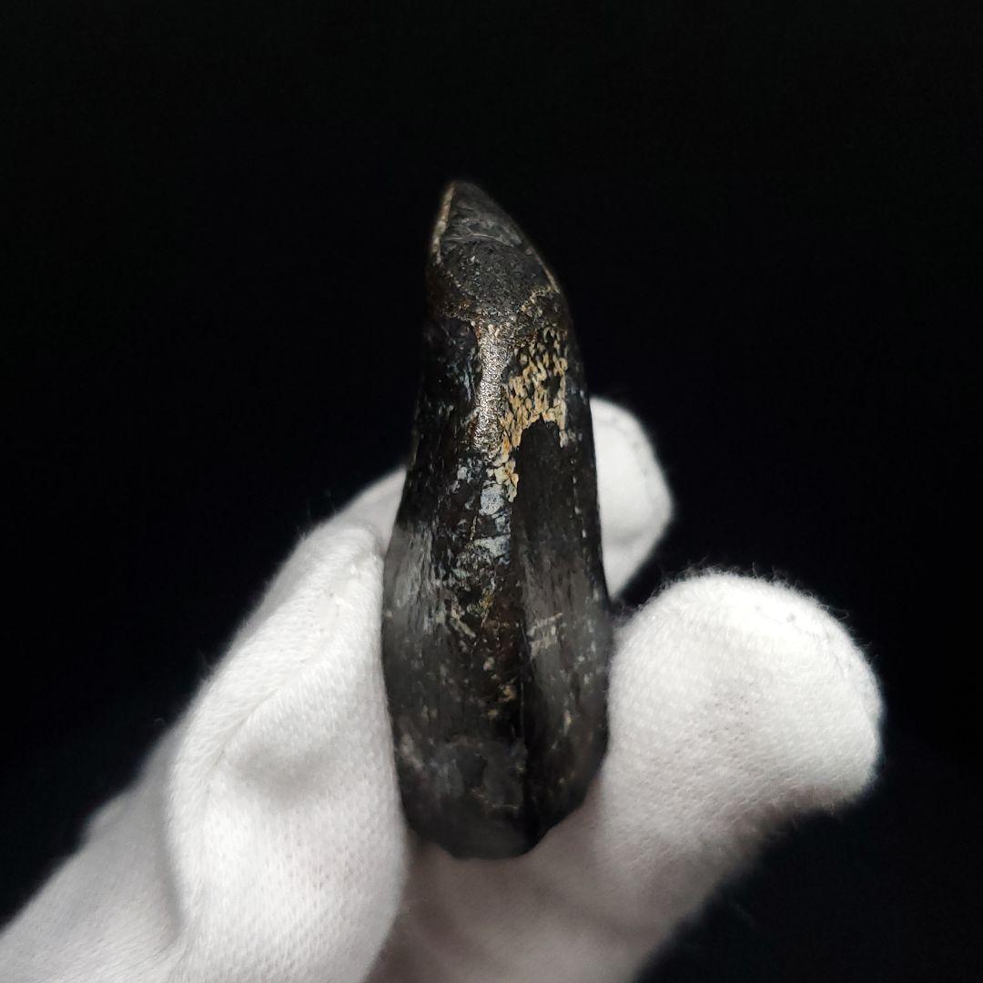 極上 ジョバリア 歯 化石 本物 モロッコ産 41.18mm fr146