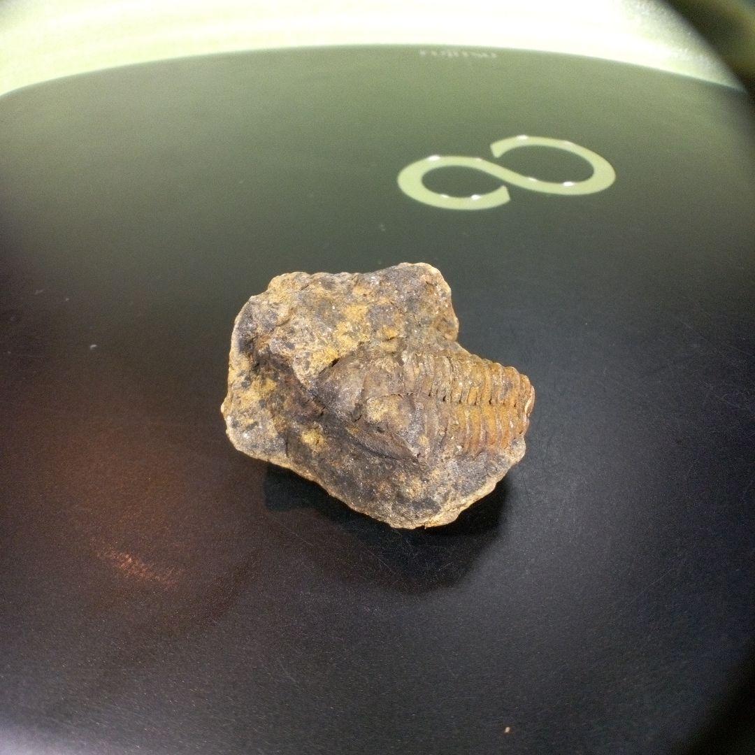 三葉虫　化石　fossil　ボリビア　trilobite　三葉虫綱　三葉虫管理②