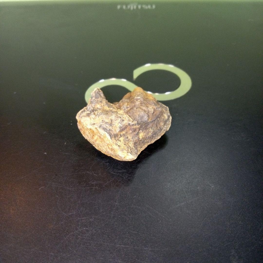 三葉虫　化石　fossil　ボリビア　trilobite　三葉虫綱　三葉虫管理②