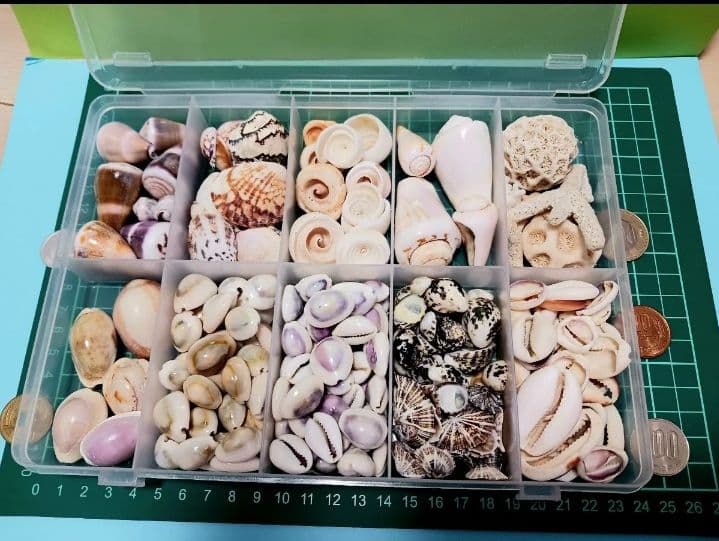 A 貝殻とサンゴの宝箱　宝石箱　210個以上セット　中サイズ　タカラガイ