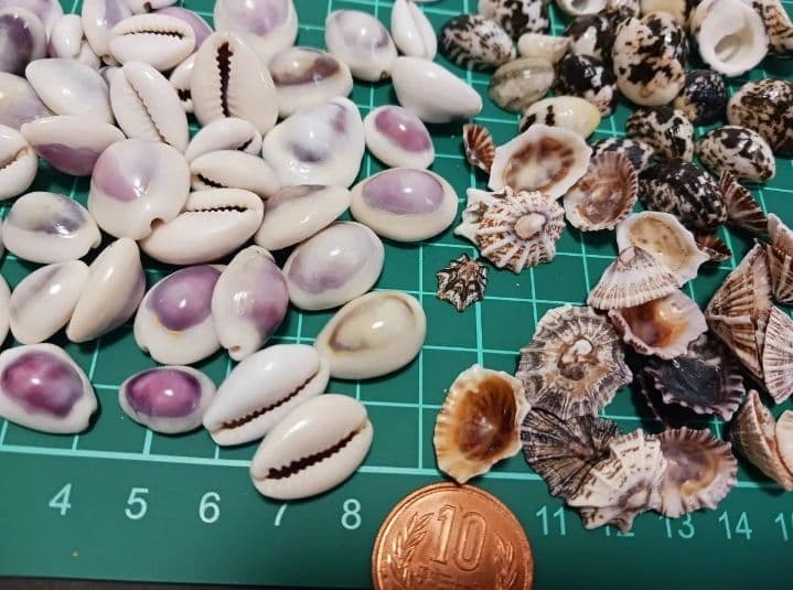 A 貝殻とサンゴの宝箱　宝石箱　210個以上セット　中サイズ　タカラガイ