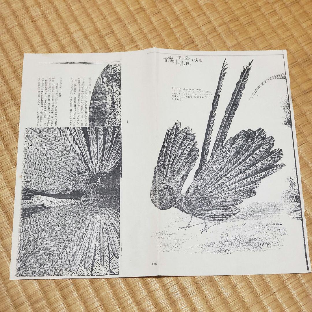 茶道具 炉用 青鸞 セイラン せいらん (胡麻) 羽箒 仕立師 杉本鳳堂