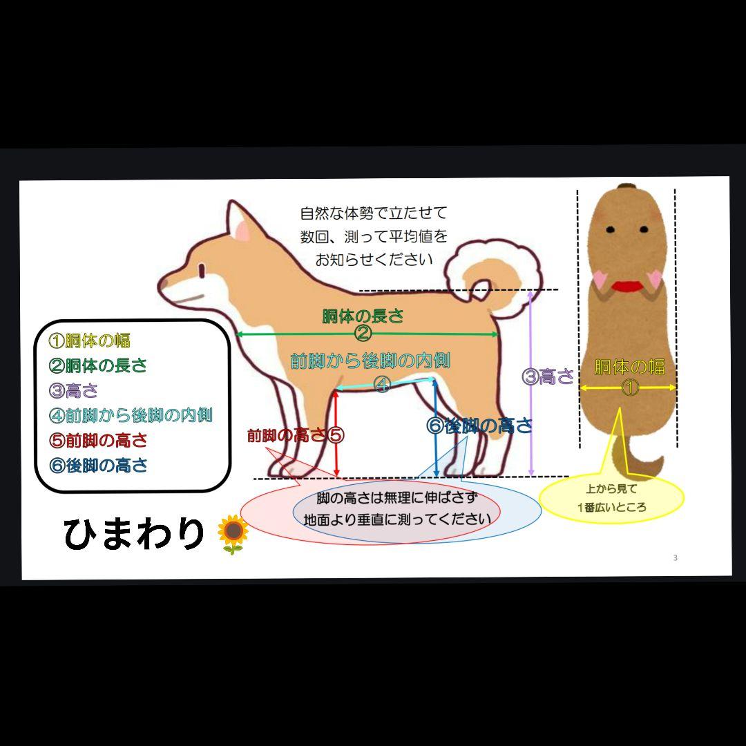 コーギー4輪　リハビリ　食事補助　犬用車椅子　シニア犬補助　犬の歩行器