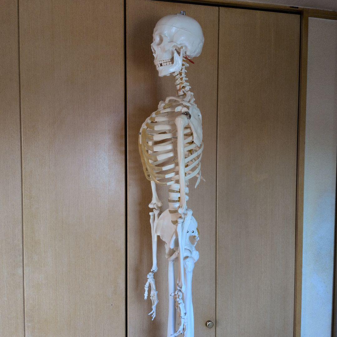 等身大人体骨格模型　 ハロウィン装飾　ドッキリなどにどうぞ！