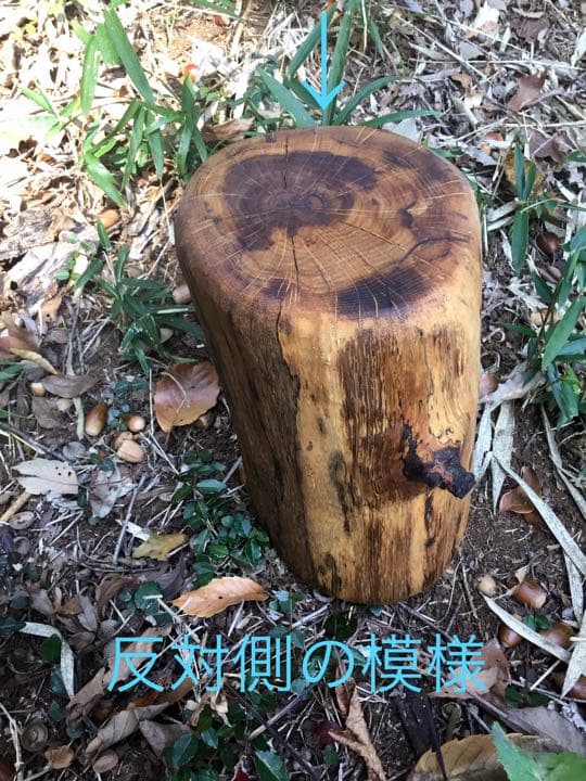 10/24に伐採した楢で作成【薪割り台/椅子/枕】水中乾燥/オイルフィニッシュ済