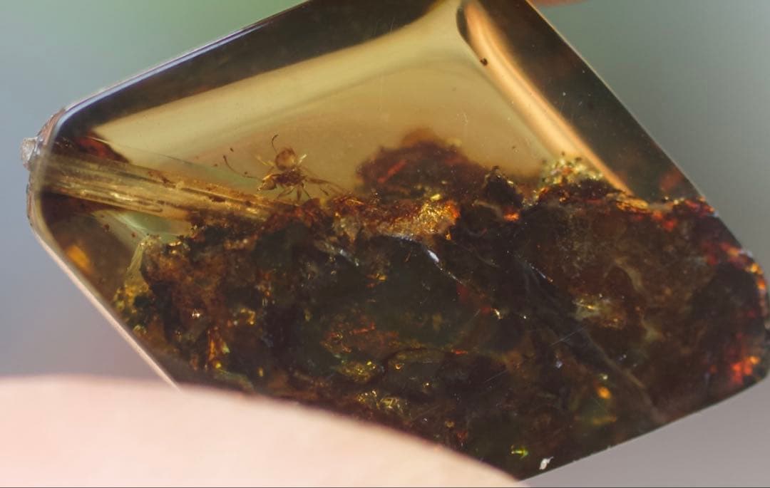 メキシコ産 天然琥珀（アンバー）昆虫入り 約2,300万年前 希少標本