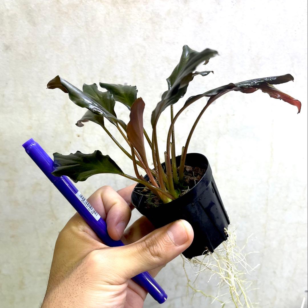 ◆特◆フルタドアsp.レッドナロー 2022年 神畑便 #ブセさかな屋