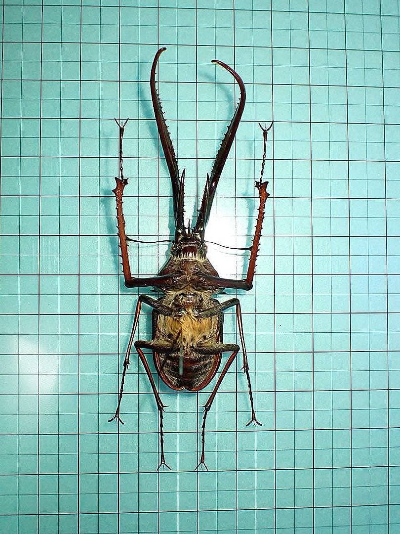 【標本】コガシラクワガタ　ペア　78.8ミリ　41.7ミリ　チリ産　野外品