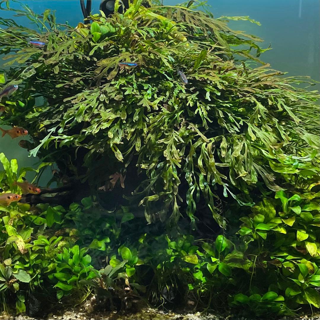 引き取り限定 ADA45㎝ 陰性水草水槽フルセット