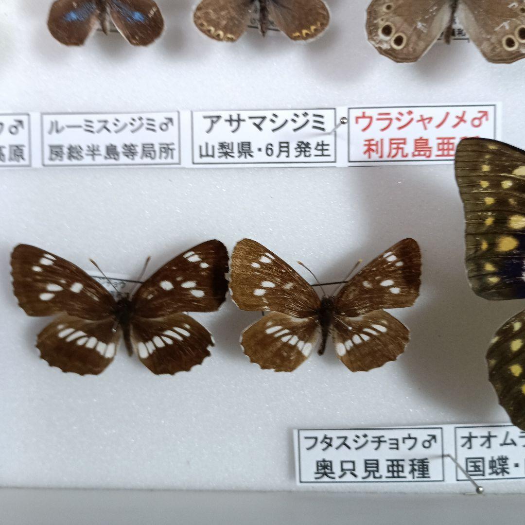 蝶の標本 年1回発生のウスバアゲハ・高山蝶・局所蝶