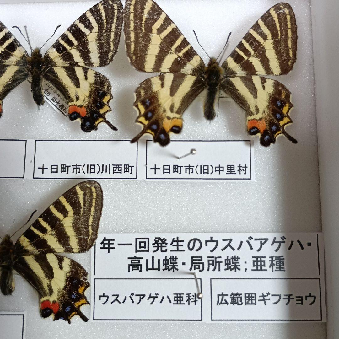 蝶の標本 年1回発生のウスバアゲハ・高山蝶・局所蝶