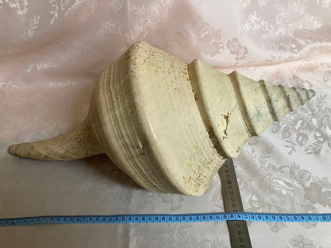 アラフラオオニシ49cm 世界最大の巻貝
