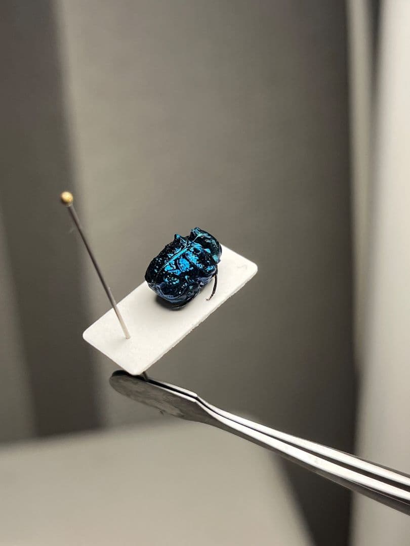 【9mm】グンジョウオオコブハムシ コメツキムシ昆虫標本甲虫タマムシスハンダエ
