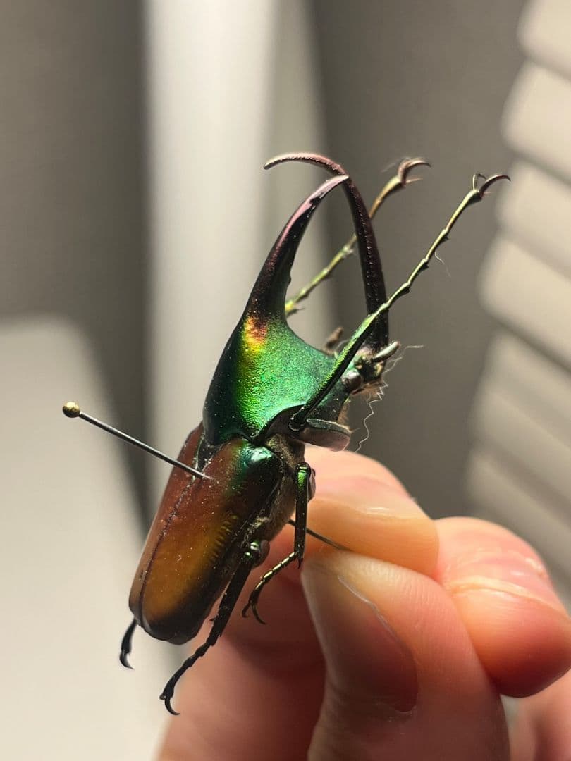 【43mm】カブトハナムグリ コガネムシ プラチナコガネ カナブン　昆虫標本