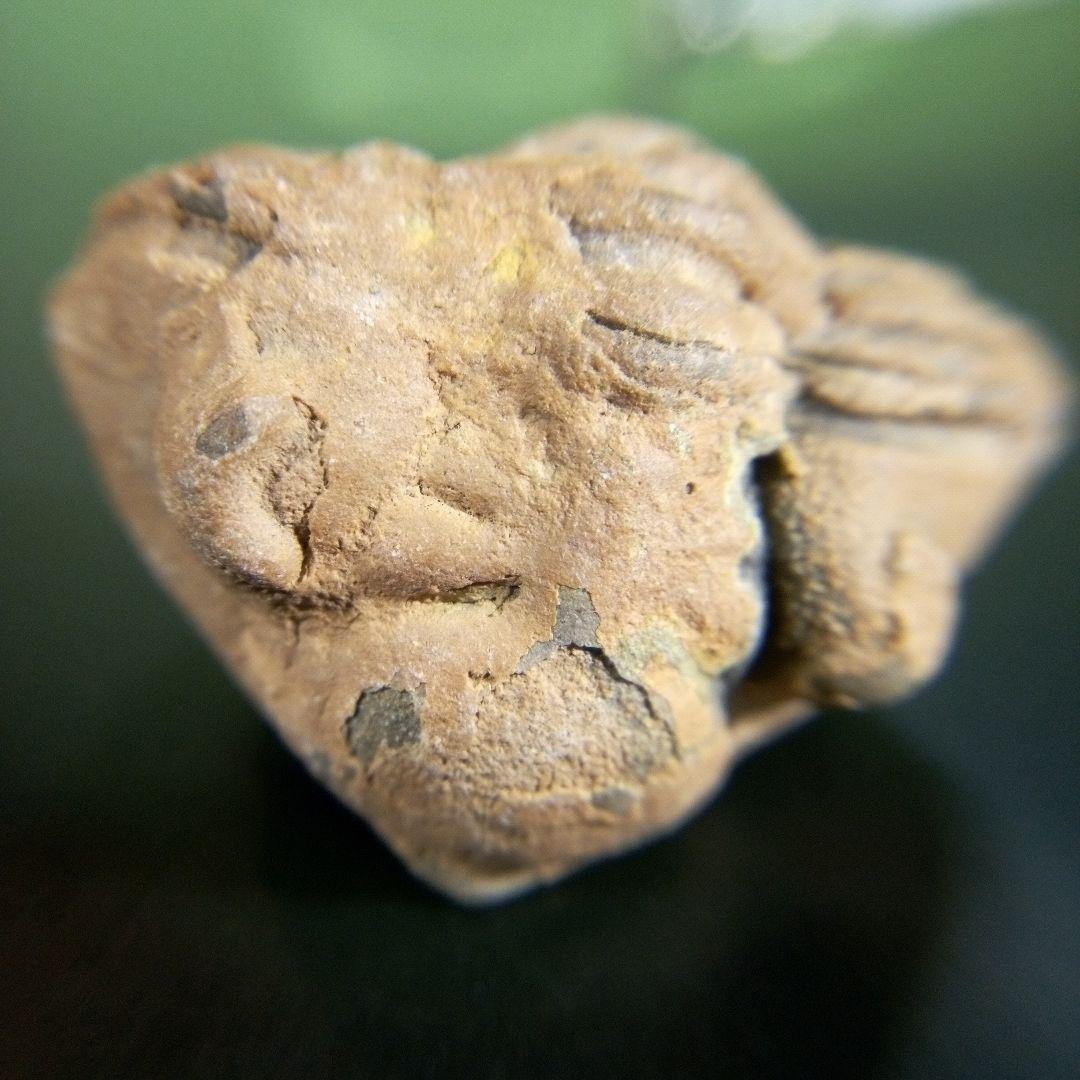 三葉虫　化石　fossil　ボリビア産　trilobite　海生動物個体⑨