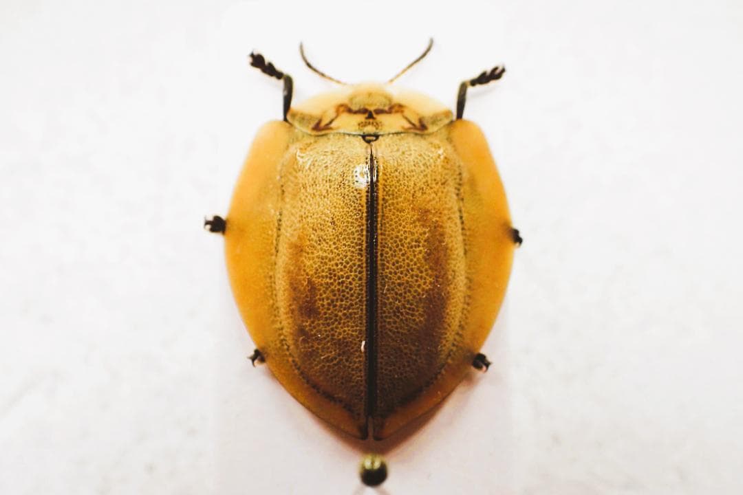 希少ブローチハムシ最大種！　Physonota dilatata.?