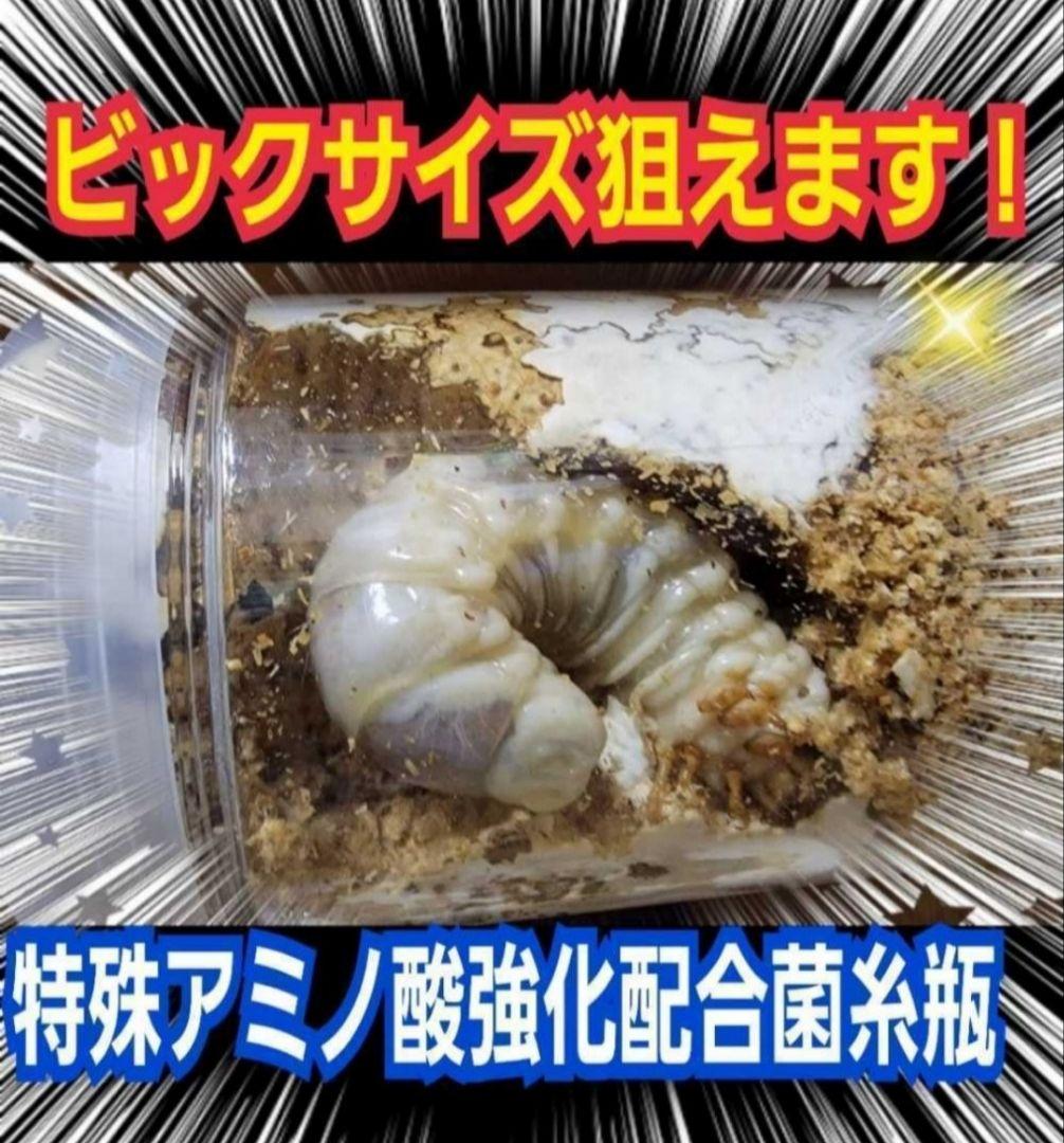 カワラタケ菌糸瓶1100ml 【８本】トレハロース強化配合！クワガタ全般に使える