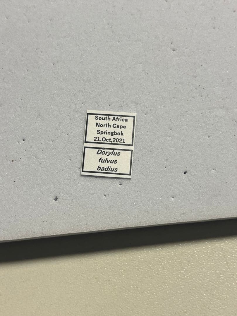 【開翅標本】サスライアリの一種 ドライバーアリ Dorylus fulvカマキリ