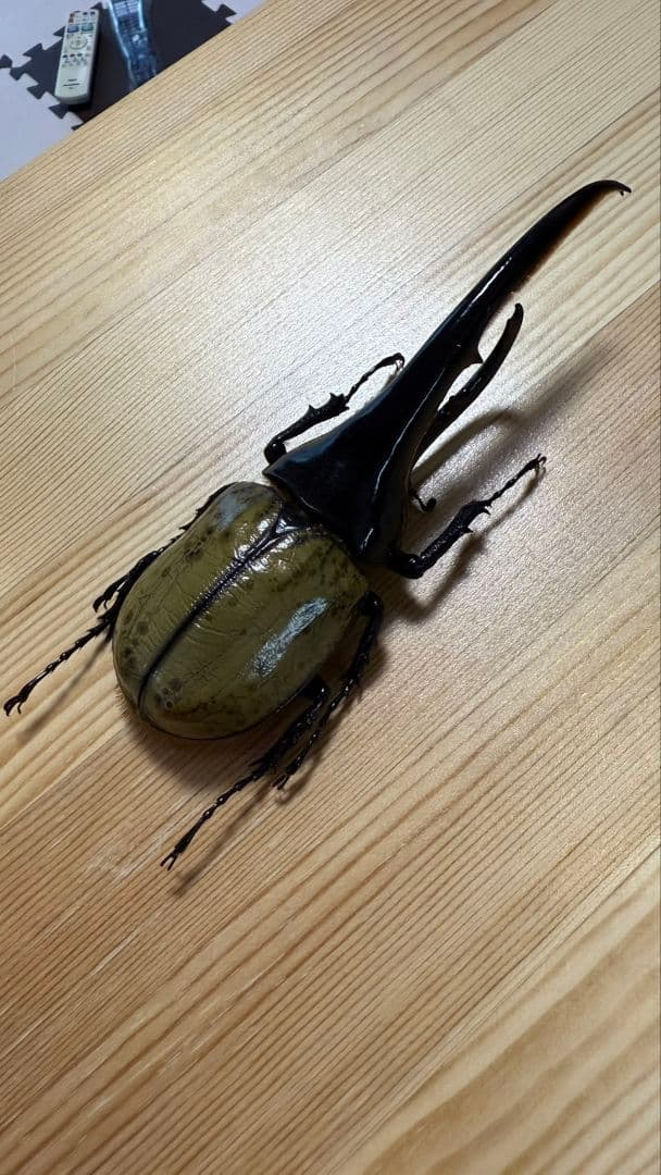 最終値下げ　ヘラクレスオオカブト160mmペア