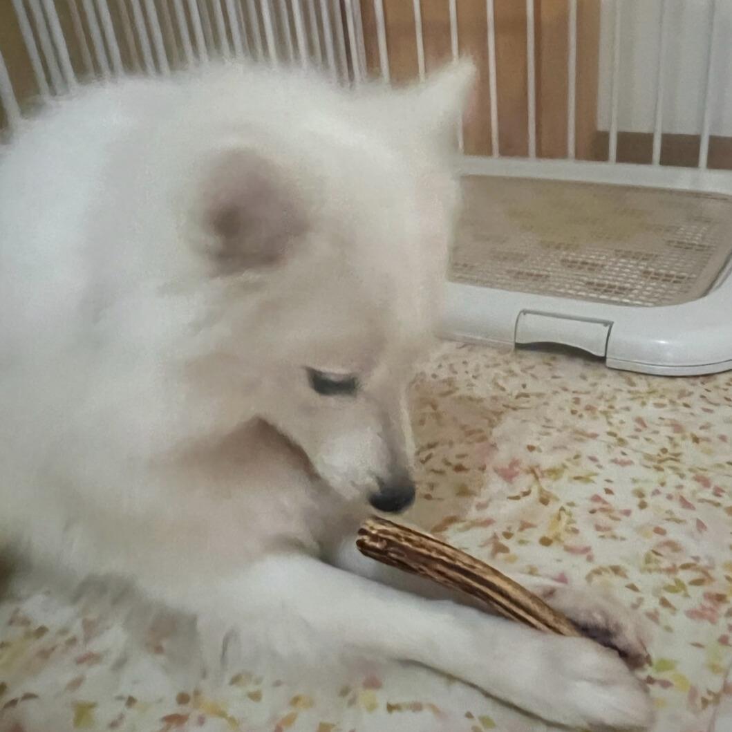 静岡下田の鹿の角14本　（愛犬のおもちゃ/ハンドクラフト素材）