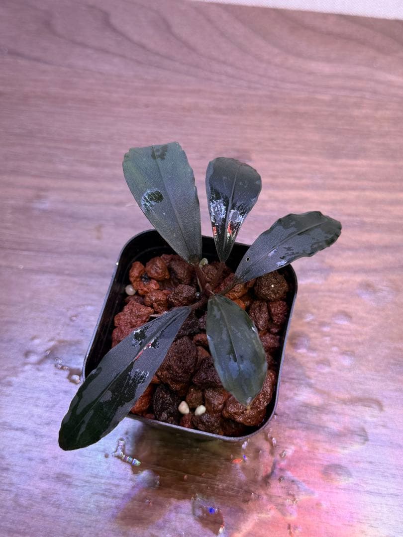 ブセファランドラ Bucephalandra 新種　名前まだありません