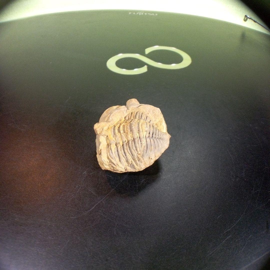 三葉虫　化石　fossil　海　ボリビア産　trilobite　海生動物網①