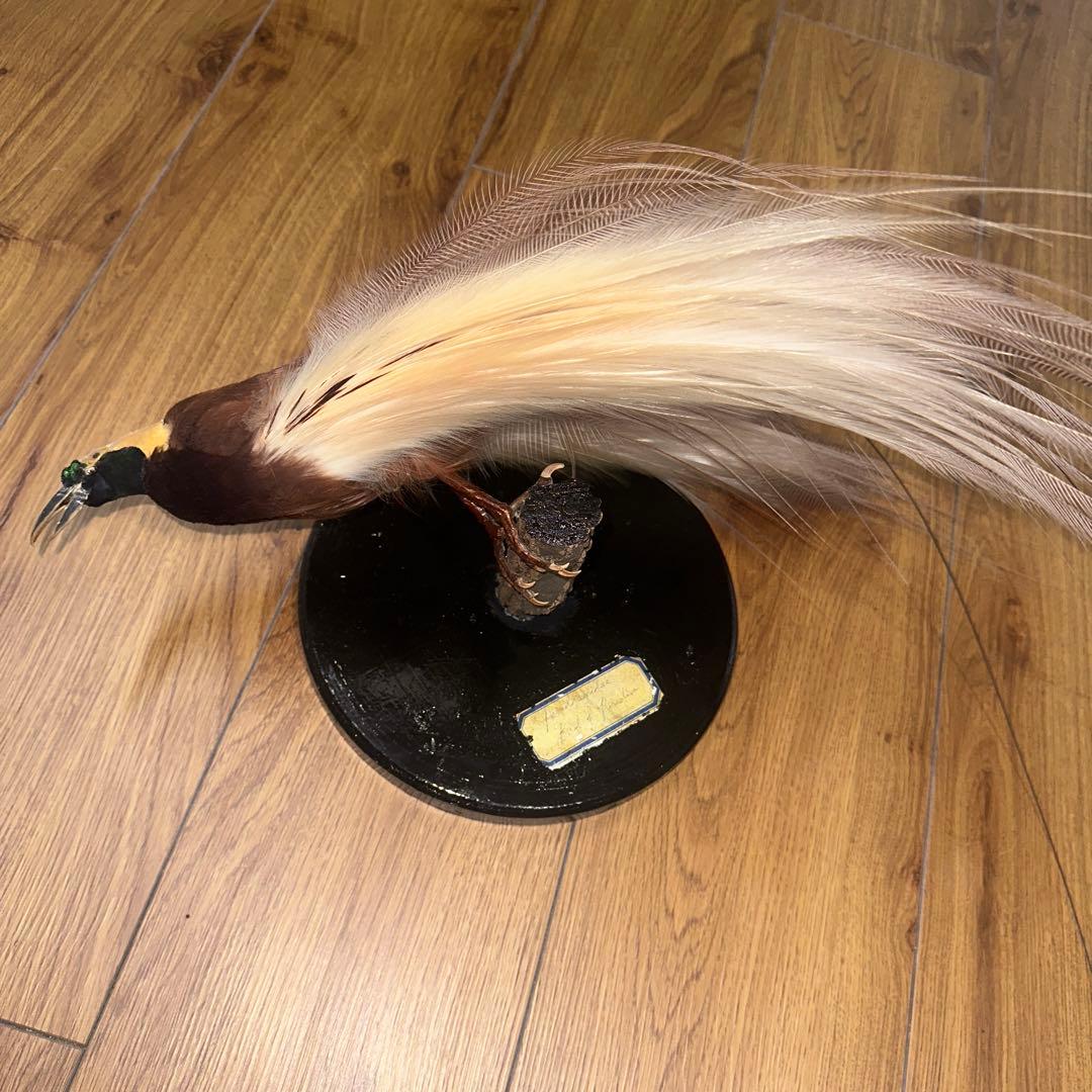 パリ鳥オブジェ　台座付アンティークビンテージ bird of paradise