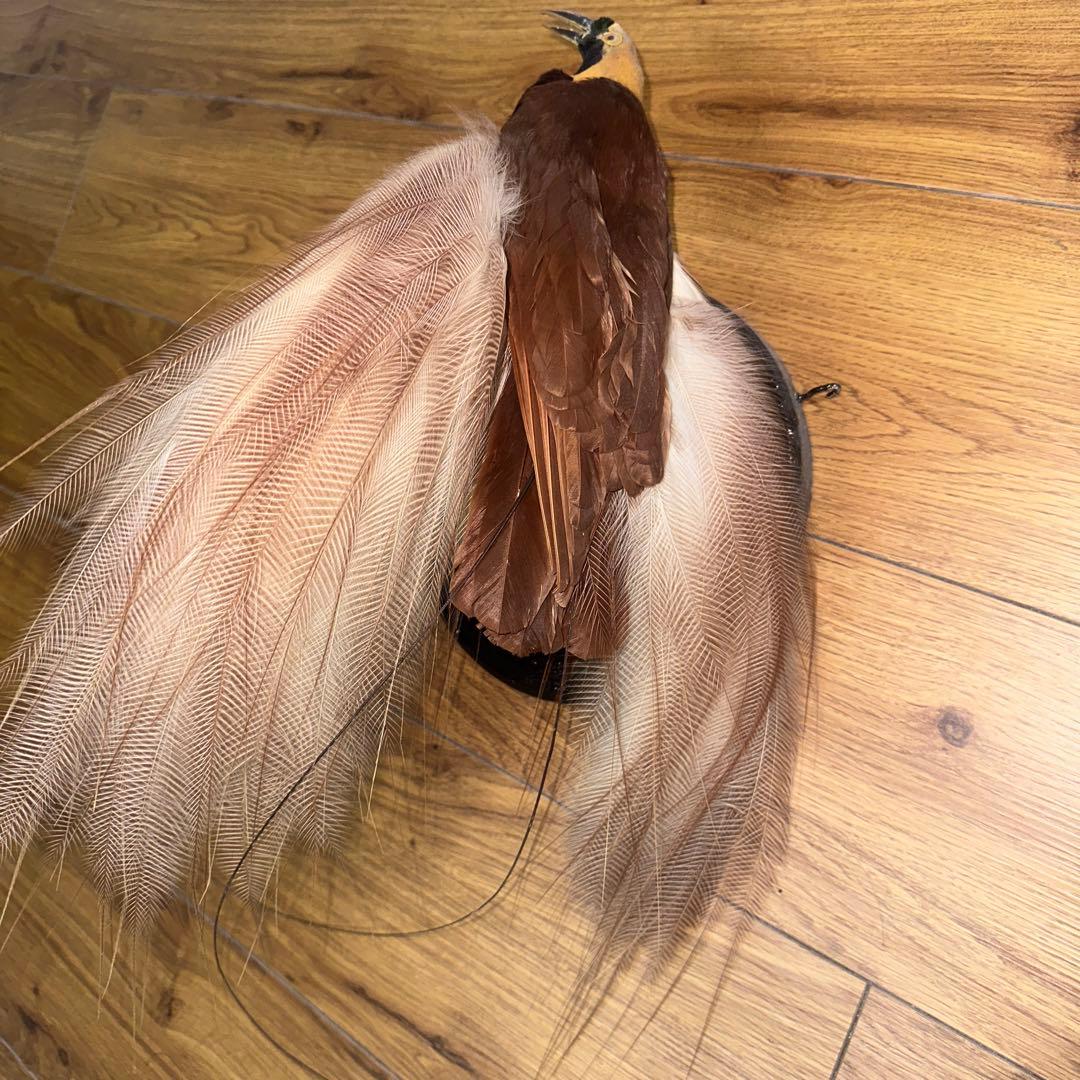 パリ鳥オブジェ　台座付アンティークビンテージ bird of paradise