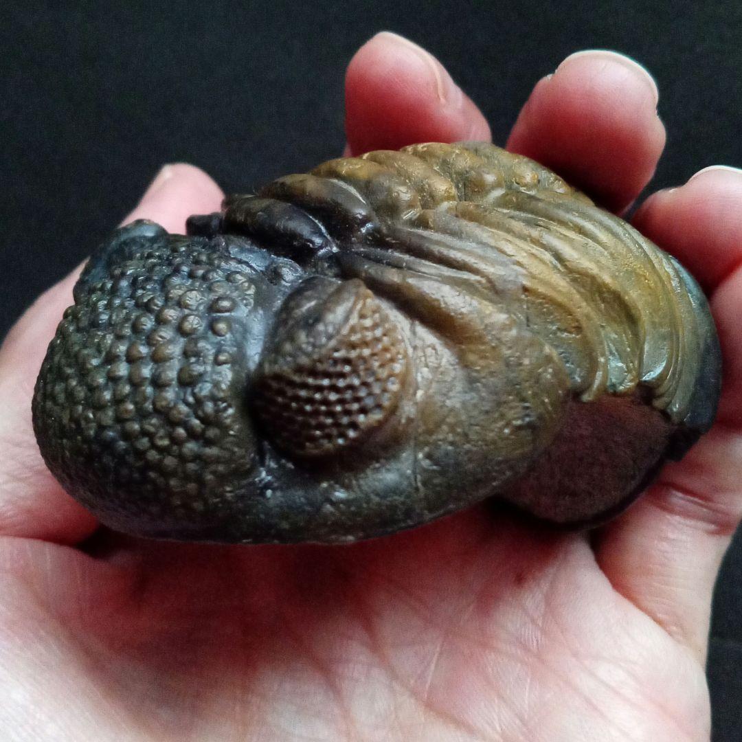 ジャイアントファコプス　超大型種　極美麗　ハイポストーマ有り　極めて希少　特級
