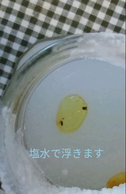 虫入り琥珀