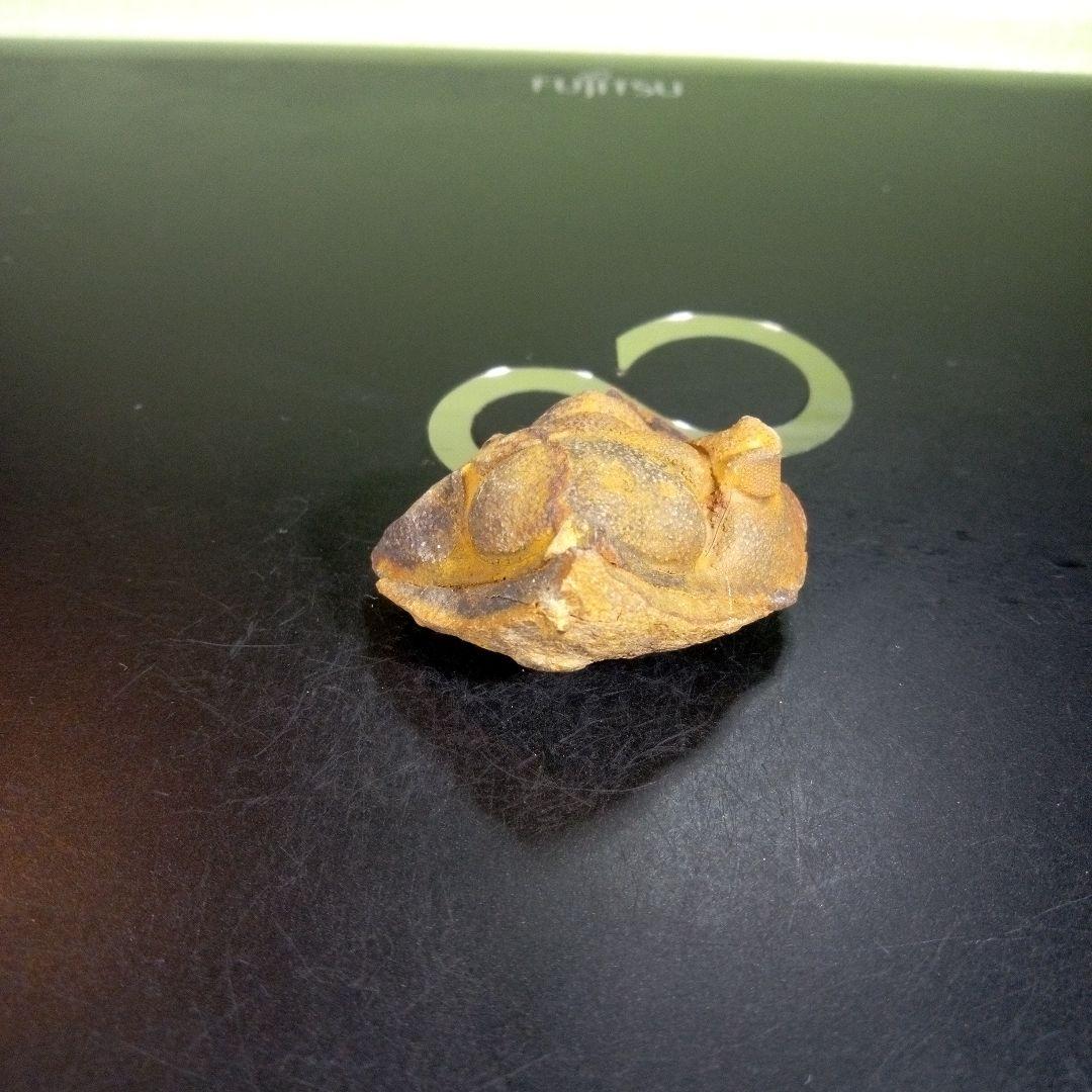 三葉虫　化石　fossil　ボリビア産　trilobite　ボリビア三葉虫郡⑥