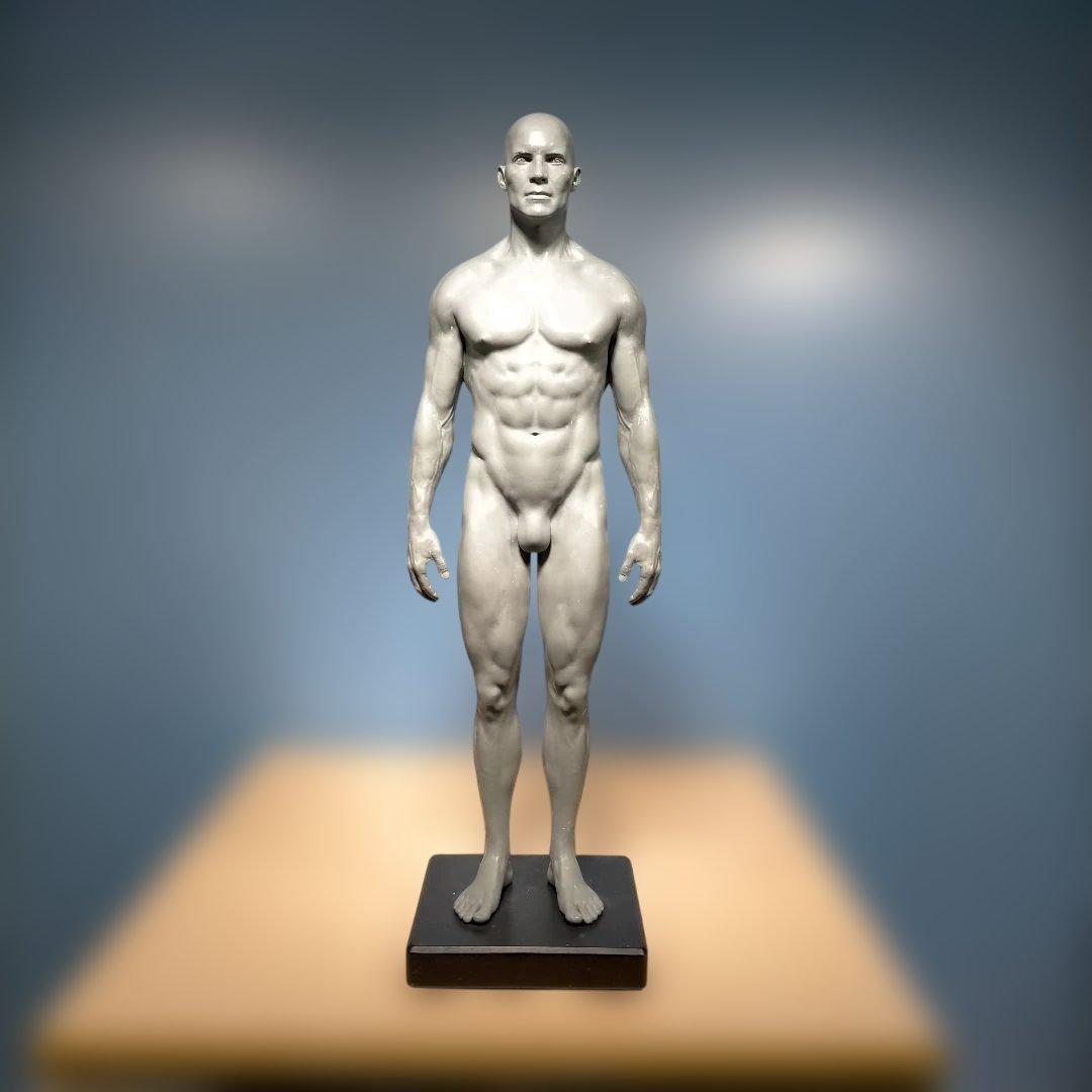 AnatomyTools.com 人体模型30cm
