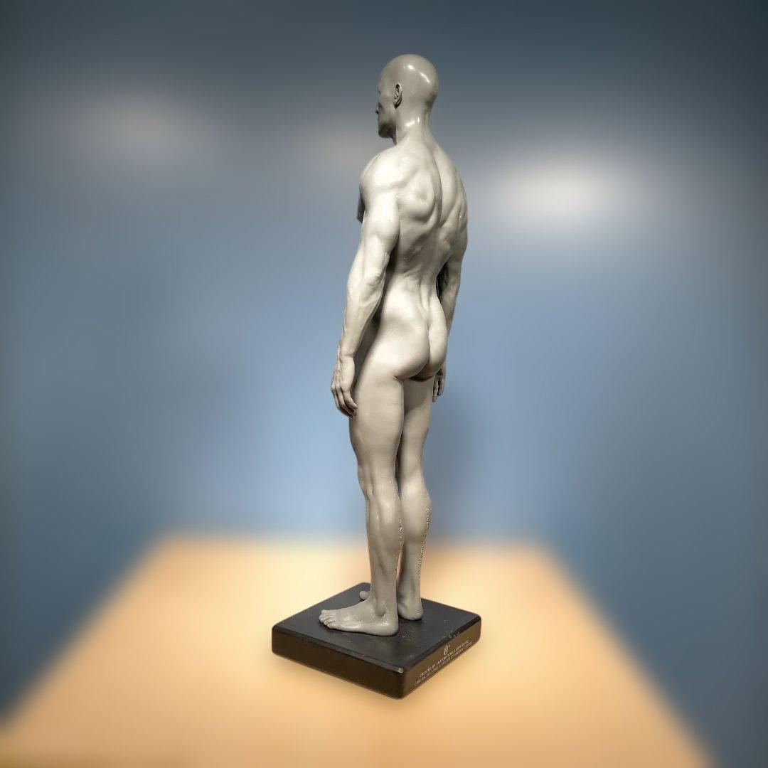 AnatomyTools.com 人体模型30cm