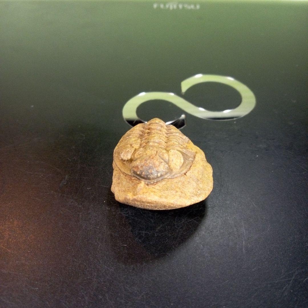 三葉虫　化石　fossil　海　ボリビア産　trilobite　海生動物種別①