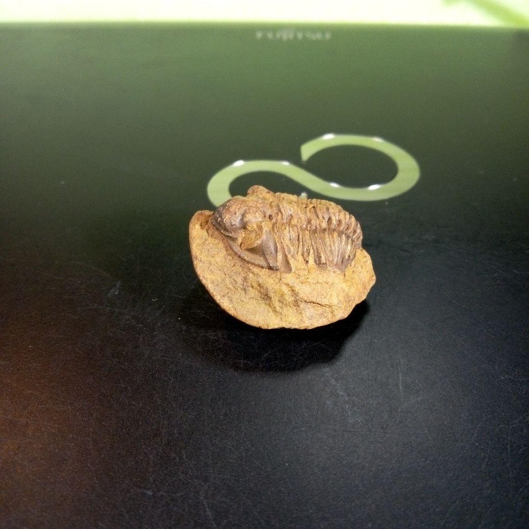 三葉虫　化石　fossil　海　ボリビア産　trilobite　海生動物種別①